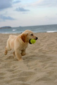 Dogs Rule